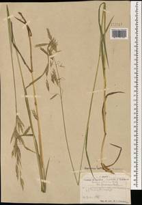 Костер Пампелла Scribn., Монголия (MONG) (Монголия)