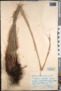 Carex macroprophylla (Y.C.Yang) S.R.Zhang, Сибирь, Прибайкалье и Забайкалье (S4) (Россия)