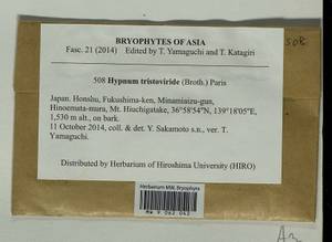 Pylaisiadelpha tristoviridis (Broth.) Afonina, H. Tsubota & Ignatova, Гербарий мохообразных, Мхи - Азия (вне границ бывшего СССР) (BAs) (Япония)