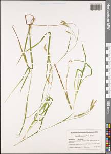 Carex hypaneura V.I.Krecz., Кавказ, Черноморское побережье (от Новороссийска до Адлера) (K3) (Россия)