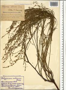 Polygonum setosum Jacq., Кавказ, Армения (K5) (Армения)