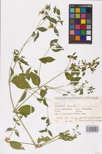 Волдырник ягодный (L.) Durande, Восточная Европа, Нижневолжский район (E9) (Россия)