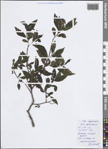 Ива мирзинолистная, Ива чернеющая Salisb., Восточная Европа, Московская область и Москва (E4a) (Россия)