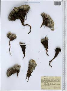 Helichrysum gofense Cufod., Африка (AFR) (Эфиопия)
