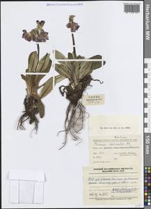 Primula calliantha Franch., Зарубежная Азия (ASIA) (КНР)