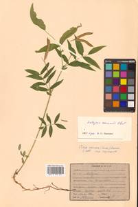 Чина Комарова Ohwi, Сибирь, Дальний Восток (S6) (Россия)