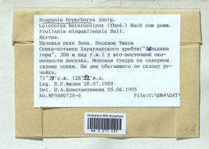 Scapania hyperborea Jørg., Гербарий мохообразных, Мхи - Якутия (B19) (Россия)