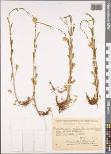 Нивяник обыкновенный, Поповник Lam., Кавказ, Грузия (K4) (Грузия)