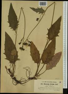 Hieracium maculatum subsp. pollichiae (Sch. Bip.) Zahn, Западная Европа (EUR) (Чехия)