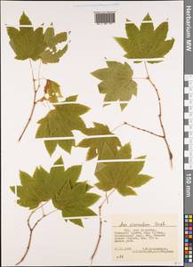 Acer circinatum Pursh, Америка (AMER) (США)