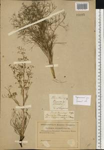 Триния многостебельная (Poir.) Schischk., Восточная Европа, Центральный лесостепной район (E6) (Россия)