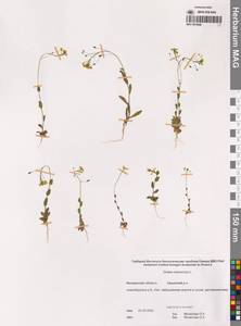 Крупка дубравная L., Сибирь, Чукотка и Камчатка (S7) (Россия)