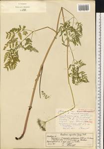 Гирчовник татарский Hoffm., Восточная Европа, Московская область и Москва (E4a) (Россия)