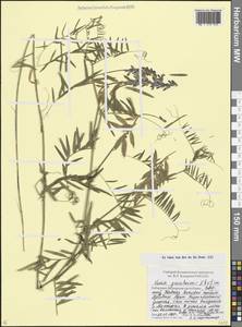Vicia tenuifolia subsp. subalpina (Grossh.) Zernov, Кавказ, Ставропольский край, Карачаево-Черкесия, Кабардино-Балкария (K1b) (Россия)