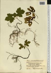 Клен ложноплатановый L., Восточная Европа, Западно-Украинский район (E13) (Украина)