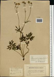 Ranunculus polyanthemos subsp. nemorosus (DC.) Schübl. & G. Martens, Восточная Европа, Московская область и Москва (E4a) (Россия)