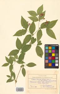 Горошек разветвленный (Maxim.) Ohwi, Сибирь, Дальний Восток (S6) (Россия)