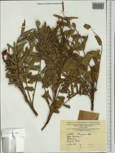 Sophora tomentosa L., Австралия и Океания (AUSTR) (Новая Каледония)