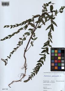 Шлемник обыкновенный L., Сибирь, Алтай и Саяны (S2) (Россия)