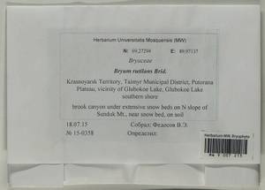 Ptychostomum rutilans (Brid.) J.R. Spence, Гербарий мохообразных, Мхи - Красноярский край, Тыва и Хакасия (B17) (Россия)