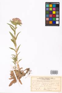 Гвоздика бородатая L., Восточная Европа, Московская область и Москва (E4a) (Россия)