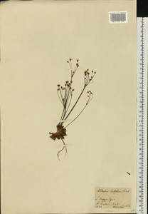 Проломник молочноцветковый Fisch. ex Willd., Сибирь, Прибайкалье и Забайкалье (S4) (Россия)