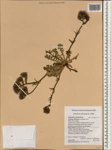 Limonium sinuatum (L.) Mill., Зарубежная Азия (ASIA) (Кипр)