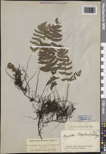 Телиптерис болотный Schott, Сибирь, Западная Сибирь (S1) (Россия)