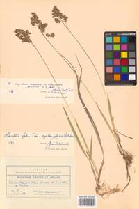 Anthoxanthum glabrum (Trin.) Veldkamp, Сибирь, Чукотка и Камчатка (S7) (Россия)