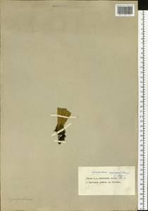 Huperzia selago subsp. appressa (La Pylaie ex Desv.) D.Löve, Сибирь, Чукотка и Камчатка (S7) (Россия)