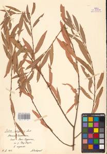 Ива джунгарская Andersson, Средняя Азия и Казахстан, Сырдарьинские пустыни и Кызылкумы (M7) (Казахстан)