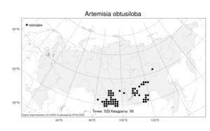 Artemisia obtusiloba, Полынь туподольчатая Ledeb., Атлас флоры России (FLORUS) (Россия)