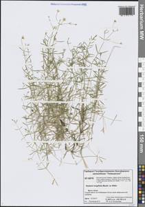 Звездчатка длиннолистная, Звездчатка раскидистая (Regel) Muhl. ex Willd., Сибирь, Центральная Сибирь (S3) (Россия)