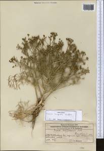 Триния щетинисто-волосистая, Триния щетинистоволосая Hoffm., Средняя Азия и Казахстан, Прикаспийский Устюрт и Северное Приаралье (M8) (Казахстан)