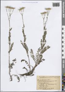 Пижма тысячелистниковая (M.Bieb.) Sch.Bip., Восточная Европа, Ростовская область (E12a) (Россия)