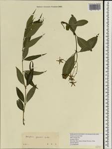 Periploca forrestii Schltr., Зарубежная Азия (ASIA) (КНР)