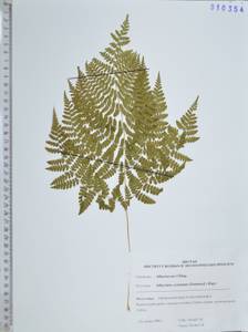 Диплазиум сибирский (Turcz. ex Kunze) Sa.Kurata, Сибирь, Дальний Восток (S6) (Россия)