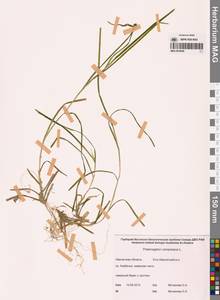 Рдест сплюснутый L., Сибирь, Чукотка и Камчатка (S7) (Россия)