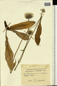 Trommsdorffia maculata (L.) Bernh., Восточная Европа, Южно-Украинский район (E12) (Украина)