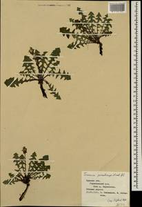 Taraxacum laceratum (Brenner) Brenner, Восточная Европа, Центральный лесостепной район (E6) (Россия)