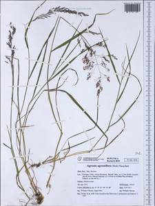 Agrostis agrostiflora (Beck) Janch. & H.Neumayer, Западная Европа (EUR) (Италия)