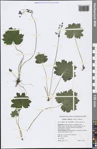 Primula matthioli subsp. sibirica (Andrz. ex Besser) Kovt., Сибирь, Прибайкалье и Забайкалье (S4) (Россия)