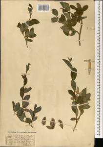 Ива Коха Trautv., Монголия (MONG) (Монголия)