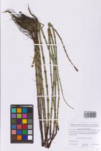 Хвощ приречный, Хвощ топяной L., Восточная Европа, Московская область и Москва (E4a) (Россия)