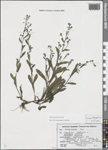 Незабудка полевая (L.) Hill, Восточная Европа, Белоруссия (E3a) (Белоруссия)