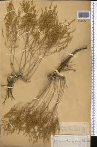 Полынь белоземельная Krasch., Средняя Азия и Казахстан, Муюнкумы, Прибалхашье и Бетпак-Дала (M9) (Казахстан)