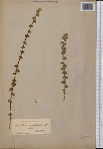 Triodanis perfoliata, Америка (AMER) (Неизвестно)