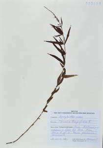 Вероника длиннолистная L., Сибирь, Дальний Восток (S6) (Россия)