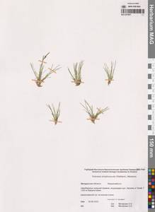 Carex simpliciuscula Wahlenb., Сибирь, Чукотка и Камчатка (S7) (Россия)