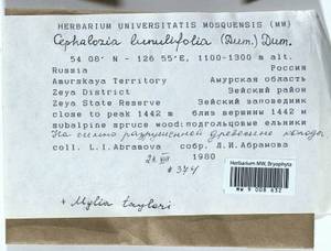 Fuscocephaloziopsis lunulifolia (Dumort.) Váňa & L. Söderstr., Гербарий мохообразных, Мхи - Дальний Восток (без Чукотки и Камчатки) (B20) (Россия)